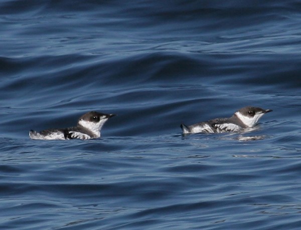 Marbled Murrelet
